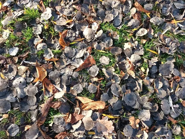 Feuilles Automne Tombées Sur Vue Sol — Photo