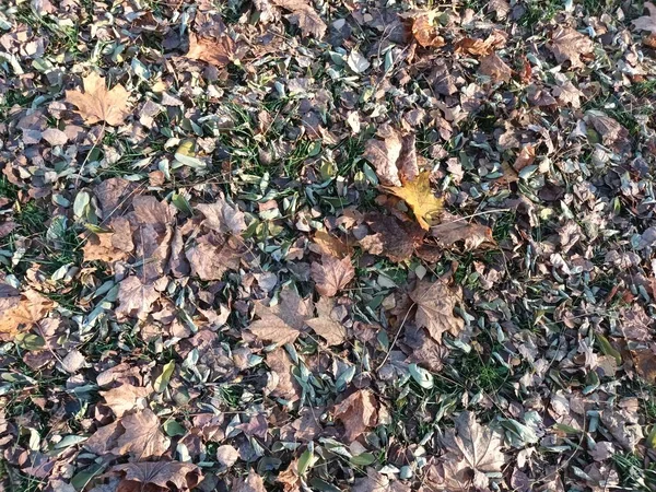 Gevallen Herfstbladeren Grond Uitzicht — Stockfoto