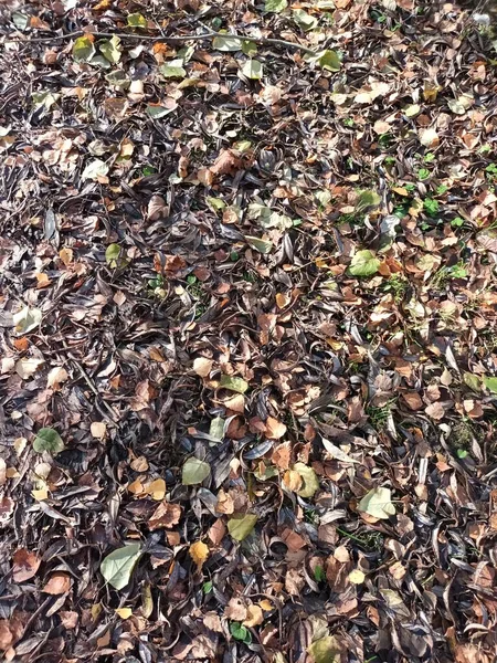 Gevallen Herfstbladeren Grond Uitzicht — Stockfoto