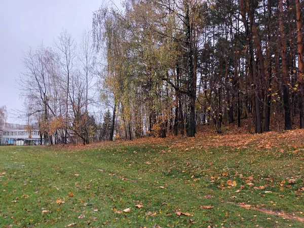 Ağaçlar Yapraklarla Dolu Sonbahar Manzarası — Stok fotoğraf