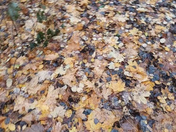 Feuilles Automne Tombées Sur Vue Sol — Photo