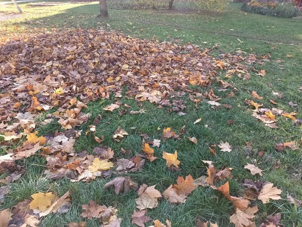 Gevallen Herfstbladeren Grond Uitzicht — Stockfoto