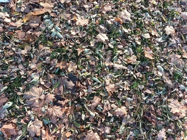 Fallen Autumn Leaves Ground View — Stock Photo, Image