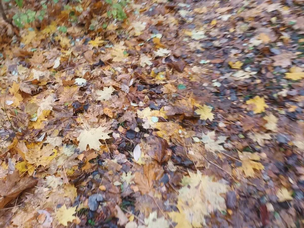 Hojas Otoño Caídas Vista Del Suelo — Foto de Stock