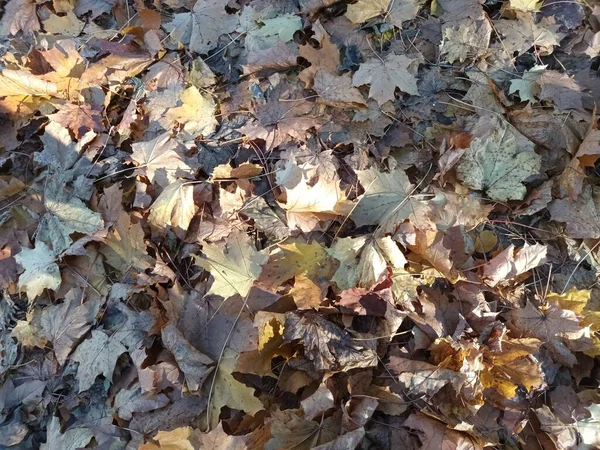 Feuilles Automne Tombées Sur Vue Sol — Photo