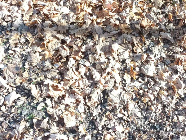 Folhas Outono Caídas Vista Chão — Fotografia de Stock