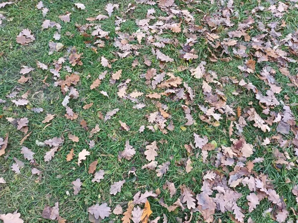 Gefallene Herbstblätter Auf Dem Boden — Stockfoto