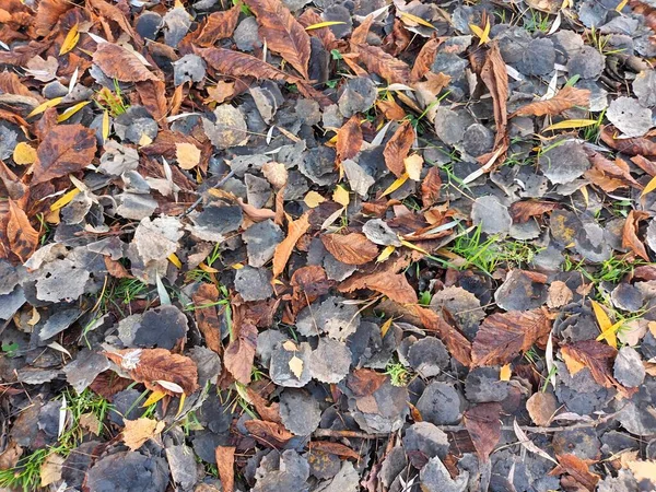 Gevallen Herfstbladeren Grond Uitzicht — Stockfoto