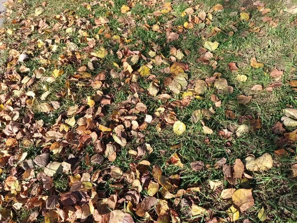 Gevallen Herfstbladeren Grond Uitzicht — Stockfoto