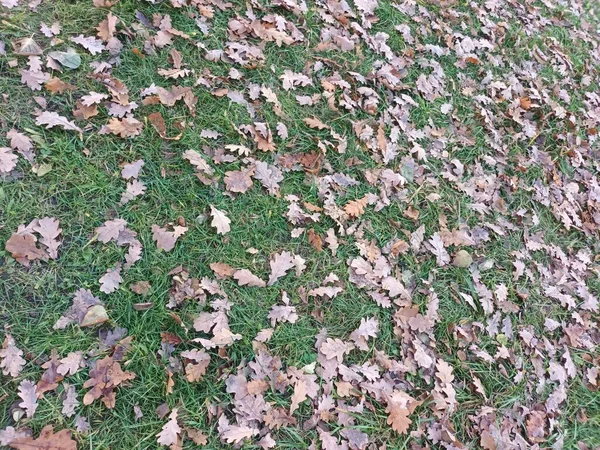 Gevallen Herfstbladeren Grond Uitzicht — Stockfoto