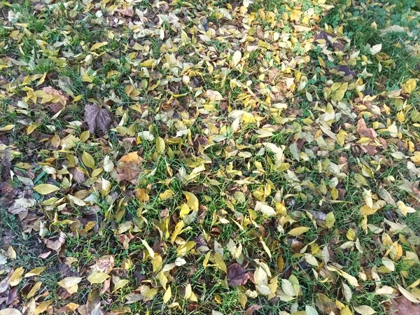 Gevallen Herfstbladeren Grond Uitzicht — Stockfoto