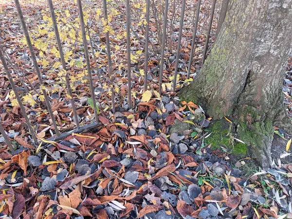 Folhas Outono Caídas Vista Chão — Fotografia de Stock