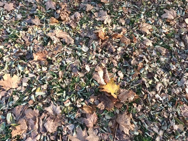 Feuilles Automne Tombées Sur Vue Sol — Photo