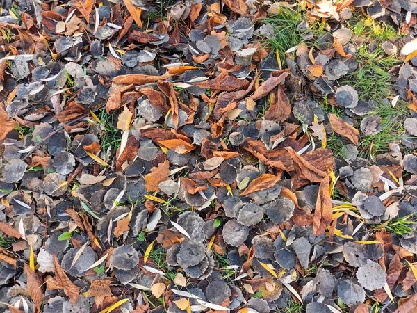 Πεσμένα Φύλλα Του Φθινοπώρου Στο Έδαφος — Φωτογραφία Αρχείου