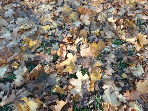 Gefallene Herbstblätter Auf Dem Boden — Stockfoto