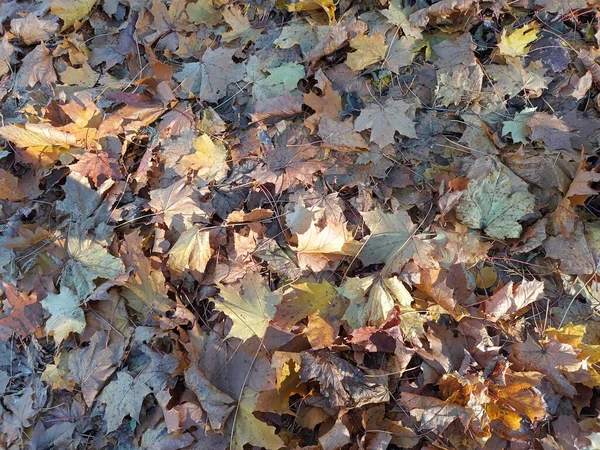 Gevallen Herfstbladeren Grond Uitzicht — Stockfoto