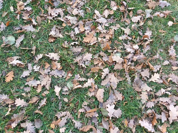 Spadła Jesień Liście Widok Ziemi — Zdjęcie stockowe