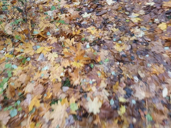 Fallen Autumn Leaves Ground View — Stock Photo, Image