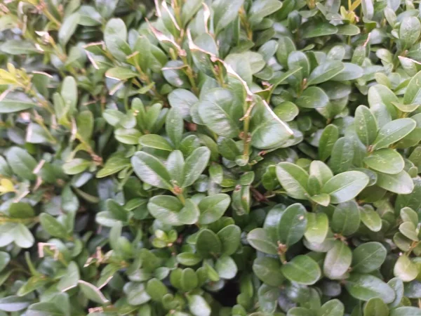 Close Green Leaves Bush — Stock Photo, Image