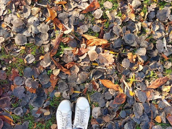 Gefallene Herbstblätter Auf Dem Boden — Stockfoto