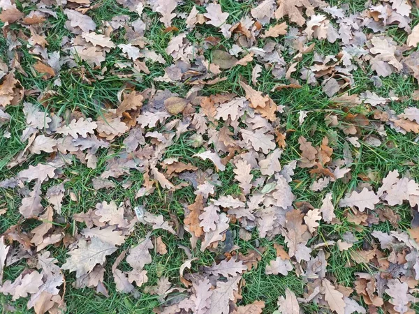 Gevallen Herfstbladeren Grond Uitzicht — Stockfoto