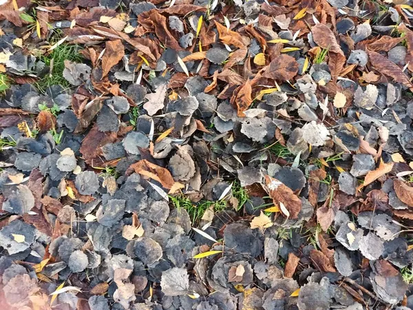 Gevallen Herfstbladeren Grond Uitzicht — Stockfoto