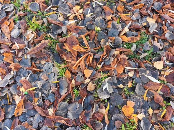 地上から見た秋の紅葉 — ストック写真
