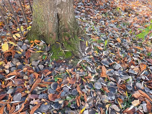 stock image fallen autumn leaves on the ground view