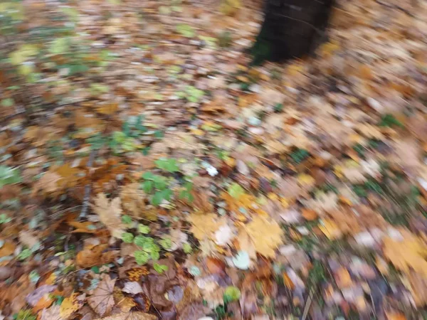 Gevallen Herfstbladeren Grond Uitzicht — Stockfoto