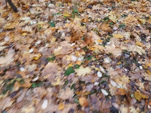 Gevallen Herfstbladeren Grond Uitzicht — Stockfoto