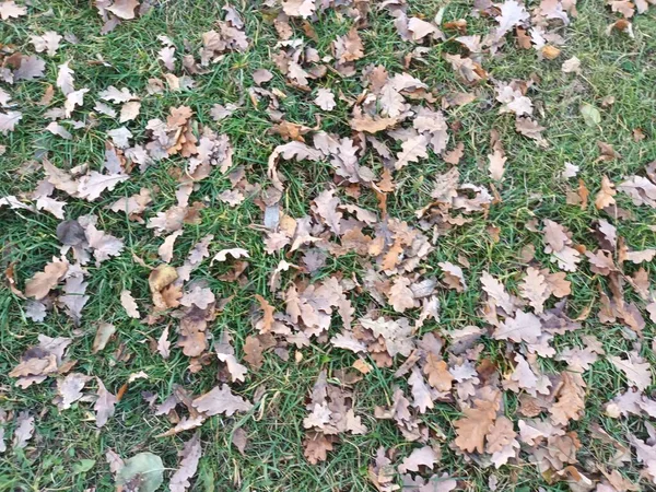 Gefallene Herbstblätter Auf Dem Boden — Stockfoto