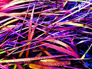 Çiğ damlaları olan çimlerin yakın görüntüsü