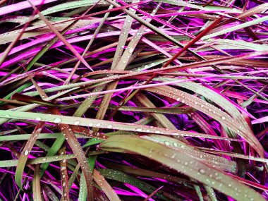 Çiğ damlaları olan çimlerin yakın görüntüsü