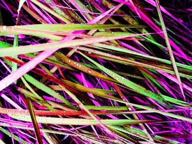 Çiğ damlaları olan çimlerin yakın görüntüsü