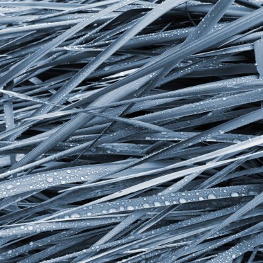 Çiğ damlaları olan çimlerin yakın görüntüsü