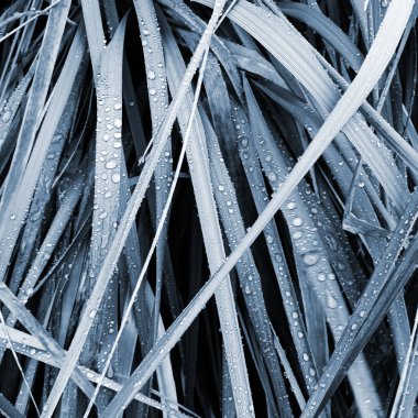 Çiğ damlaları olan çimlerin yakın görüntüsü