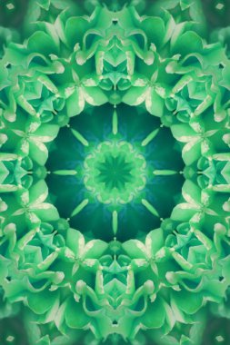 Konsantrik çiçek Merkezi makro yakın çekim. Mandala farklı renk seçenekleri sunan tasarım