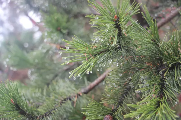 크리스마스 가지를 클로즈업하는 — 스톡 사진