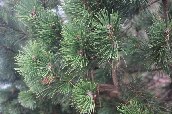 크리스마스 가지를 클로즈업하는 — 스톡 사진