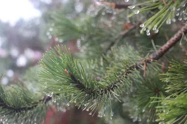 Zavřít Vánoční Strom Větve — Stock fotografie