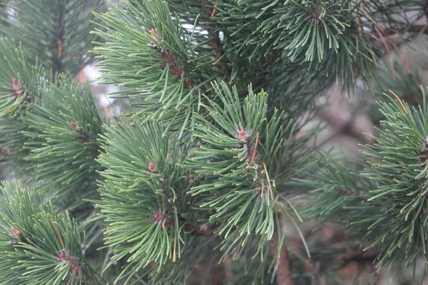 Zavřít Vánoční Strom Větve — Stock fotografie