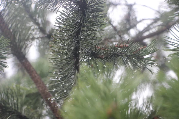 Zavřít Vánoční Strom Větve — Stock fotografie