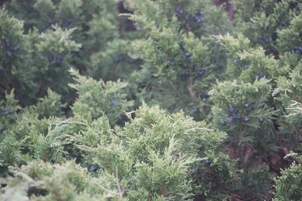 Christmas Tree Close View — Stock Photo, Image