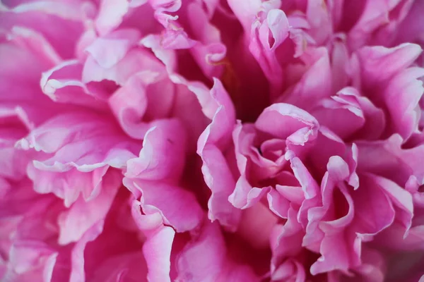 Розовые Лепестки Пиона Крупным Планом Макроромантический Фон — стоковое фото