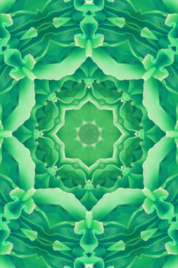 Konsantrik çiçek Merkezi makro yakın çekim. Mandala farklı renk seçenekleri sunan tasarım