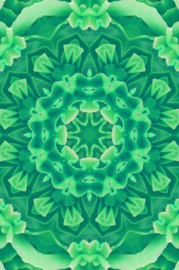 Konsantrik çiçek Merkezi makro yakın çekim. Mandala farklı renk seçenekleri sunan tasarım