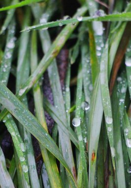 Çimlere çiy damlaları düşer, manzarayı kapatır 