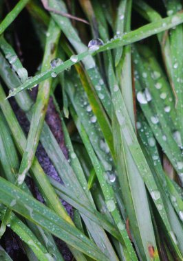Çimlere çiy damlaları düşer, manzarayı kapatır 
