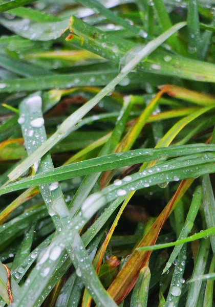 Dew Drops Grass Close View — Stock Photo, Image