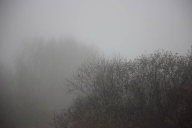 Sonbahar sonu sis görünümü 